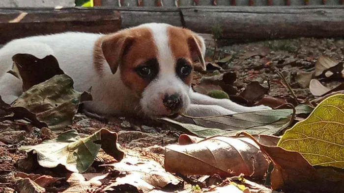 Cachorro ra a Vira lata idade 2 a 6 meses nome Sansão