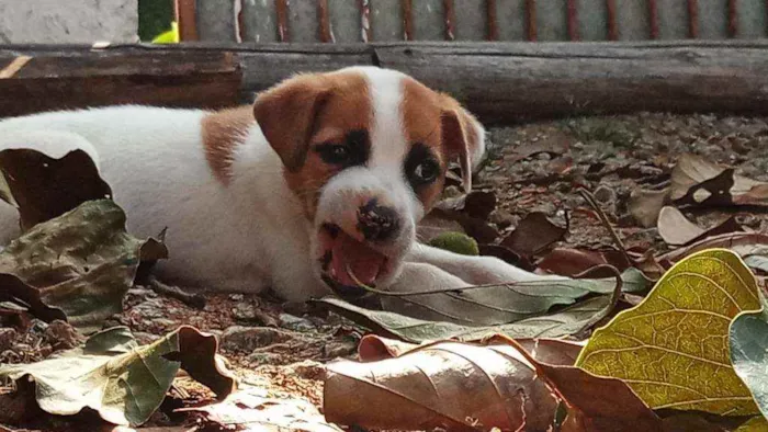 Cachorro ra a Vira lata idade 2 a 6 meses nome Sansão