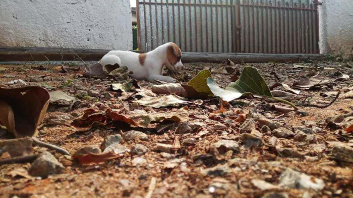 Cachorro ra a Vira lata idade 2 a 6 meses nome Sansão