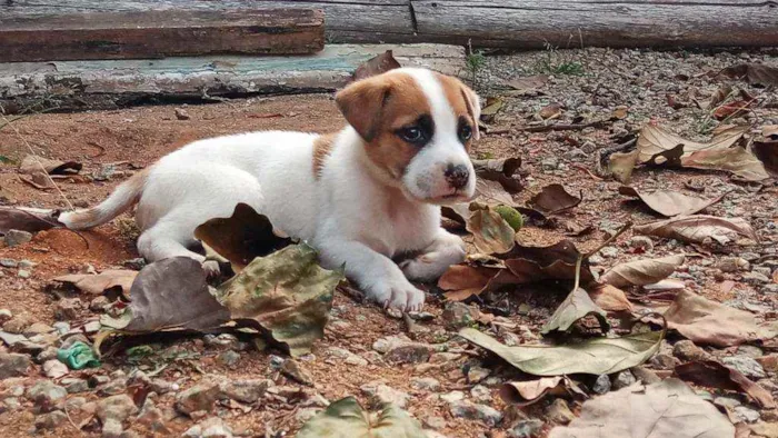 Cachorro ra a Vira lata idade 2 a 6 meses nome Sansão