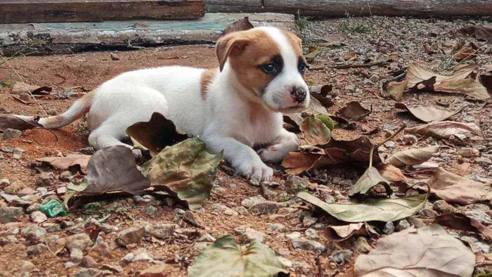 Cachorro ra a Vira lata idade 2 a 6 meses nome Sansão