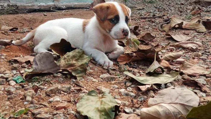 Cachorro ra a Vira lata idade 2 a 6 meses nome Sansão