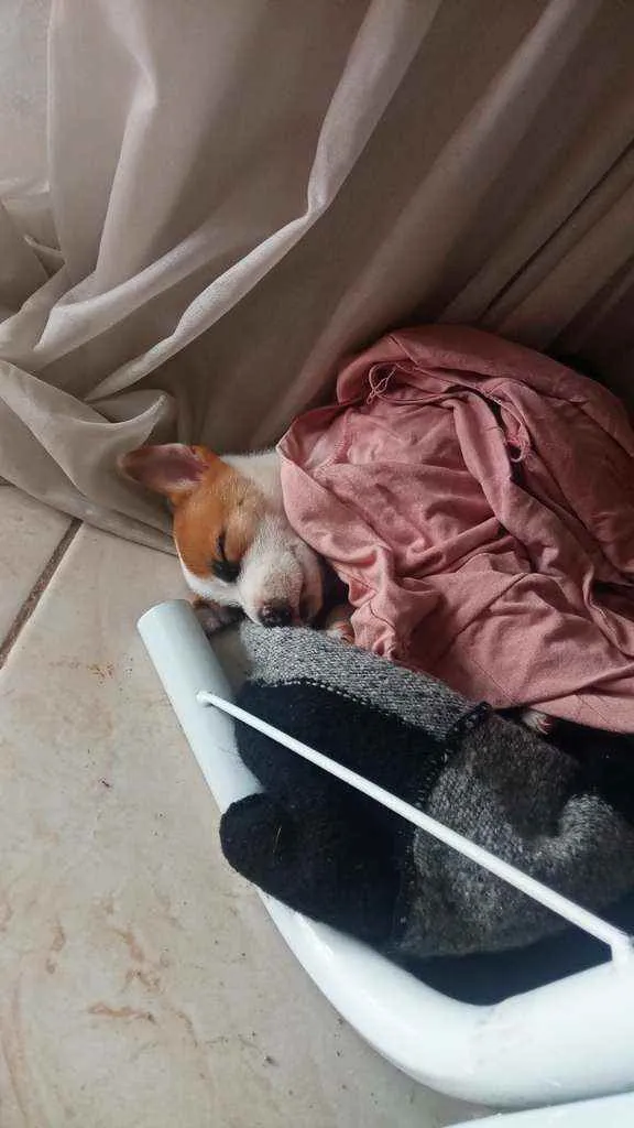 Cachorro ra a Vira lata idade 2 a 6 meses nome Sansão