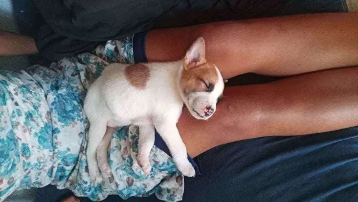 Cachorro ra a Vira lata idade 2 a 6 meses nome Sansão