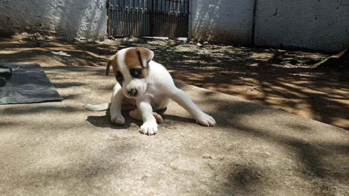 Cachorro ra a Vira lata idade 2 a 6 meses nome Sansão