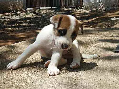 Cachorro ra a Vira lata idade 2 a 6 meses nome Sansão
