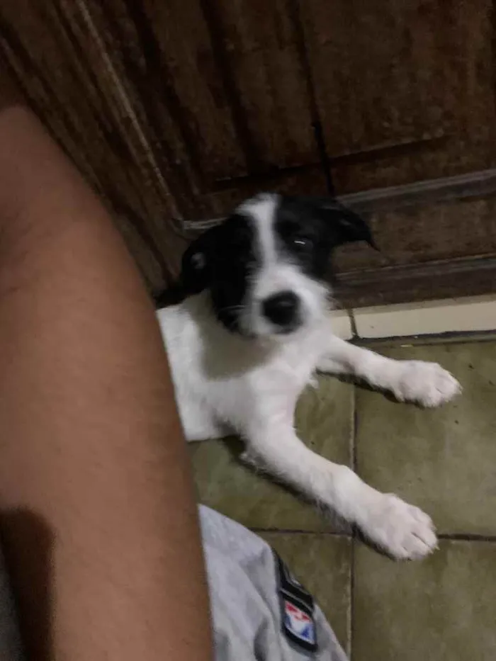 Cachorro raça  idade 2 a 6 meses nome Dólar 