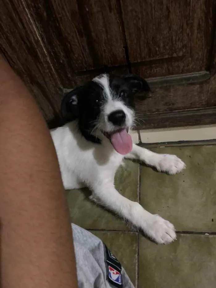 Cachorro raça  idade 2 a 6 meses nome Dólar 