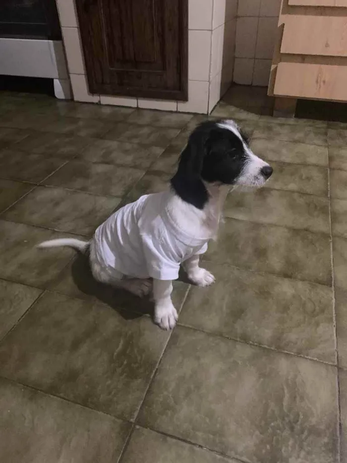 Cachorro raça  idade 2 a 6 meses nome Dólar 