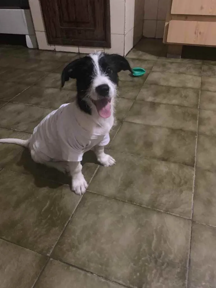 Cachorro raça  idade 2 a 6 meses nome Dólar 