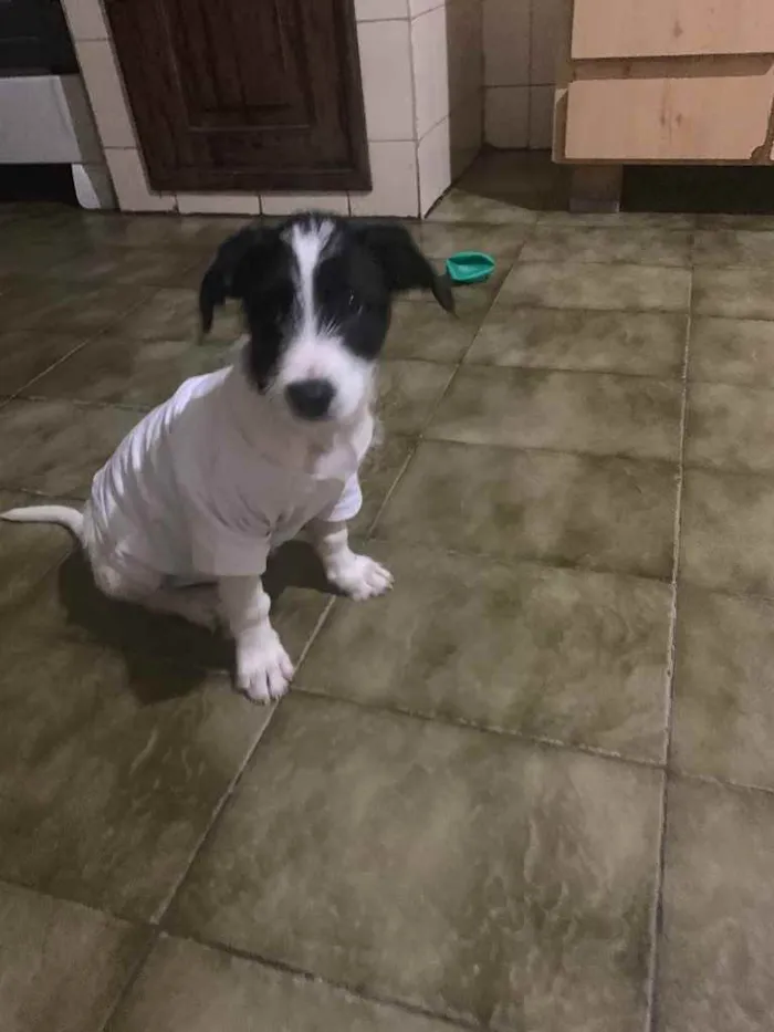 Cachorro raça  idade 2 a 6 meses nome Dólar 