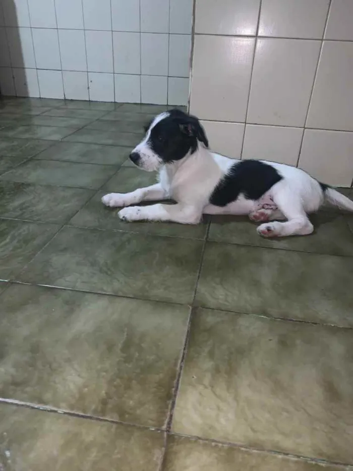 Cachorro raça  idade 2 a 6 meses nome Dólar 