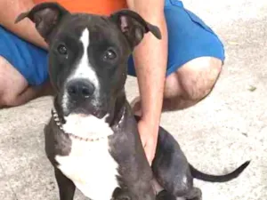 Cachorro raça Pitbull idade 3 anos nome Akira