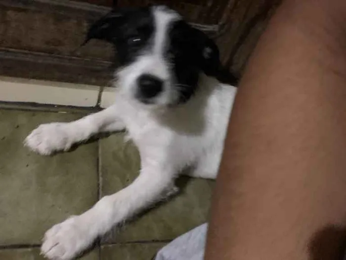 Cachorro raça  idade 2 a 6 meses nome Dólar 