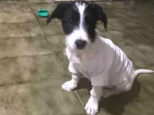 Cachorro raça  idade 2 a 6 meses nome Dólar 