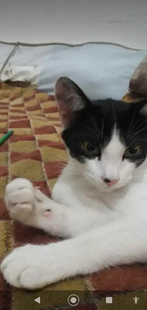 Gato ra a SRD  idade 2 a 6 meses nome Sem nome