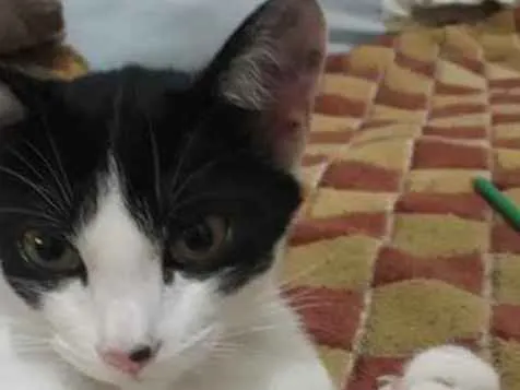 Gato ra a SRD  idade 2 a 6 meses nome Sem nome
