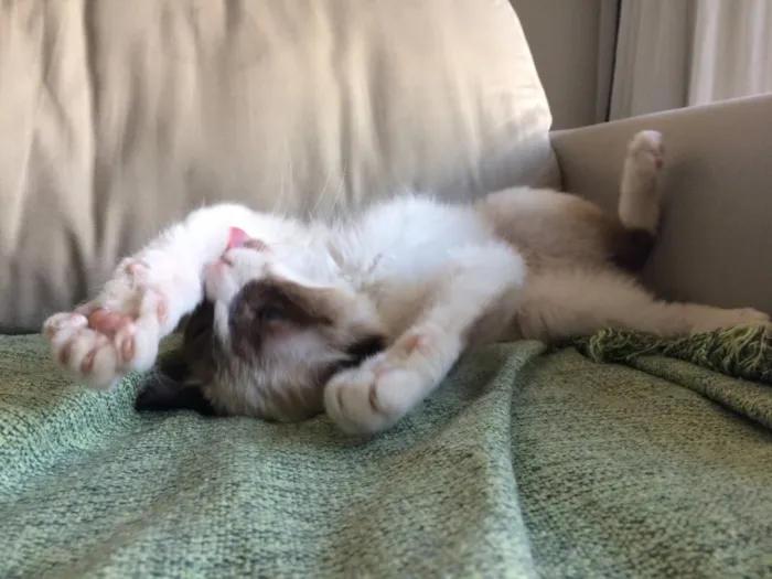 Gato ra a SRD-ViraLata idade 2 a 6 meses nome Pedrita