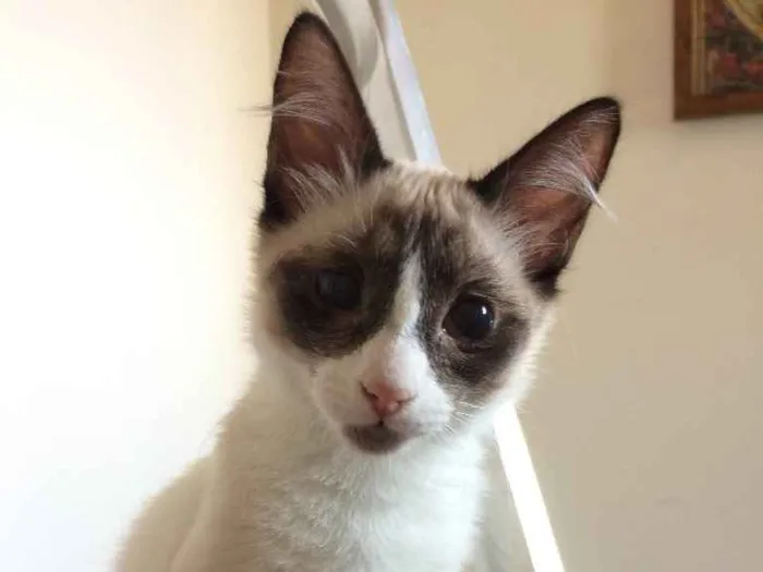 Gato ra a SRD-ViraLata idade 2 a 6 meses nome Pedrita