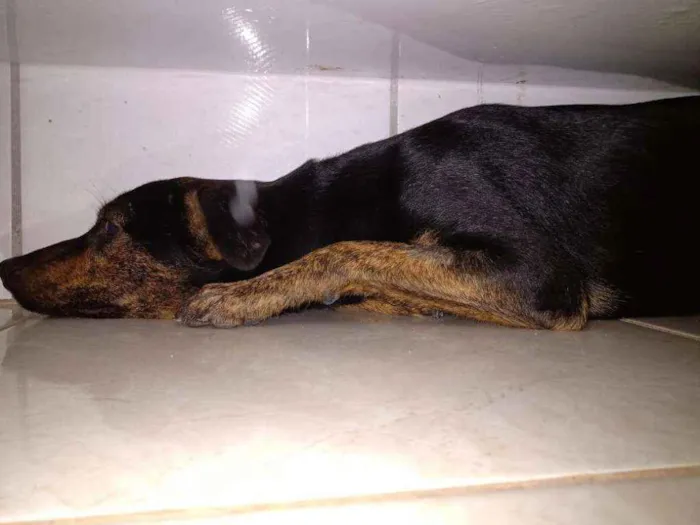 Cachorro ra a SRD idade 7 a 11 meses nome Lua