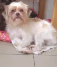 Chewbacca