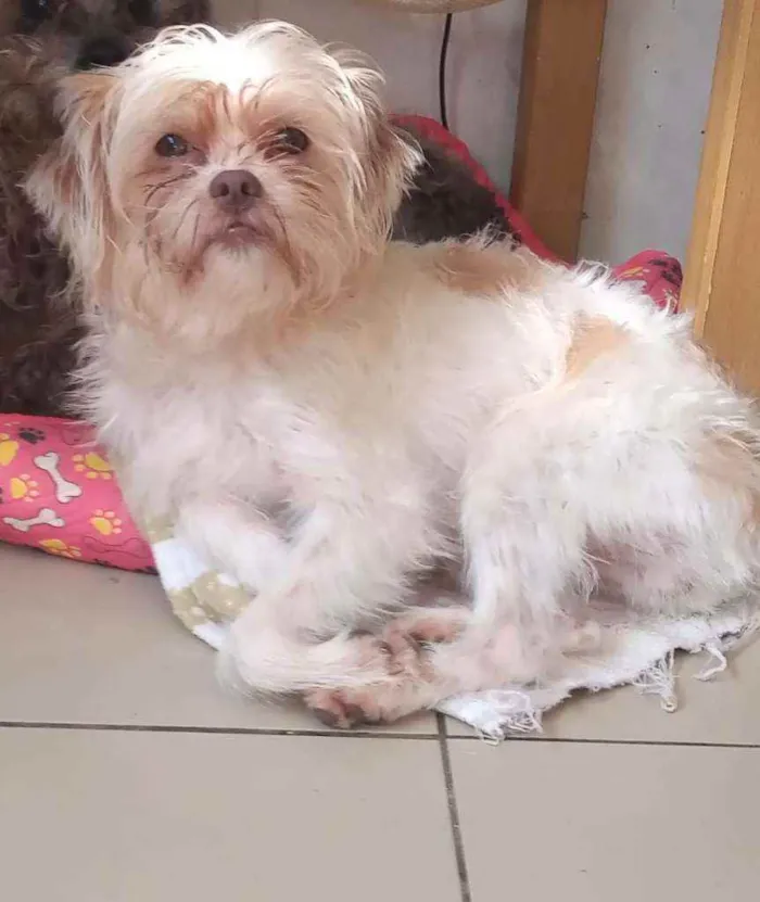 Cachorro raça Mestiço de York c/ shihtzu idade 7 a 11 meses nome Chewbacca