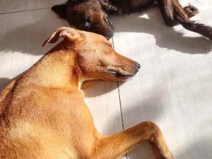 Cachorro raça Vira lata idade 1 ano nome Zeca