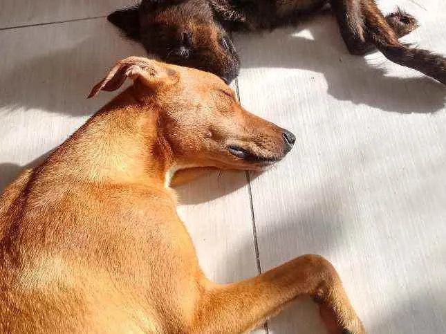 Cachorro ra a Vira lata idade 1 ano nome Zeca