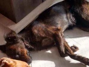 Cachorro raça Vira lata idade 2 anos nome Serena