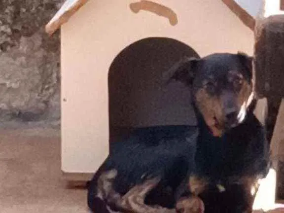 Cachorro ra a SRD idade 7 a 11 meses nome Lua