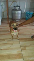 Ninha e sairus
