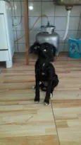 Ninha e sairus