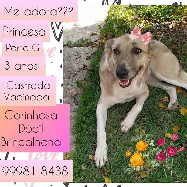 Cachorro raça SRD idade 3 anos nome Princesa
