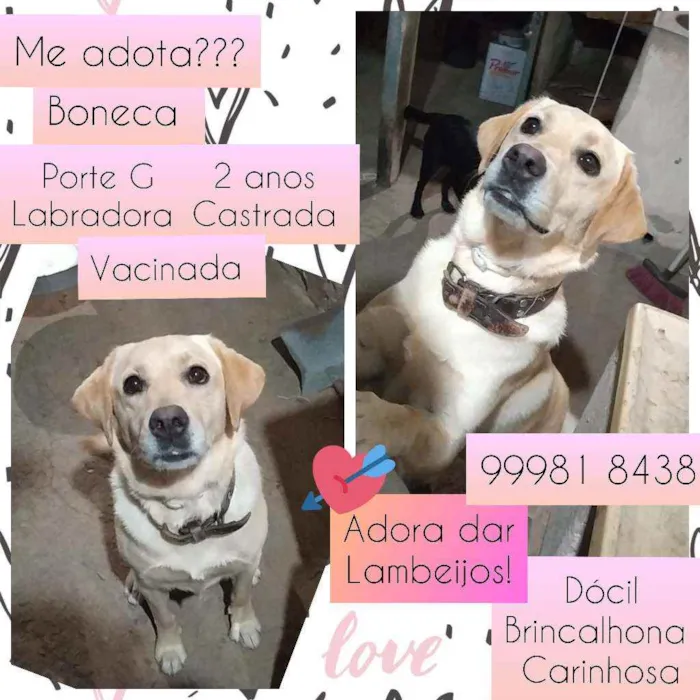 Gato raça Labrador idade 2 anos nome Boneca