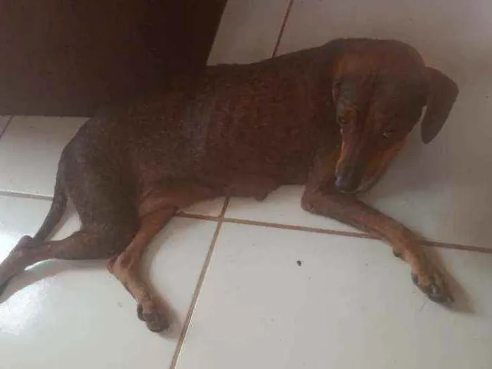 Cachorro raça vira lata idade Abaixo de 2 meses nome FilhoteS