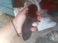FilhoteS