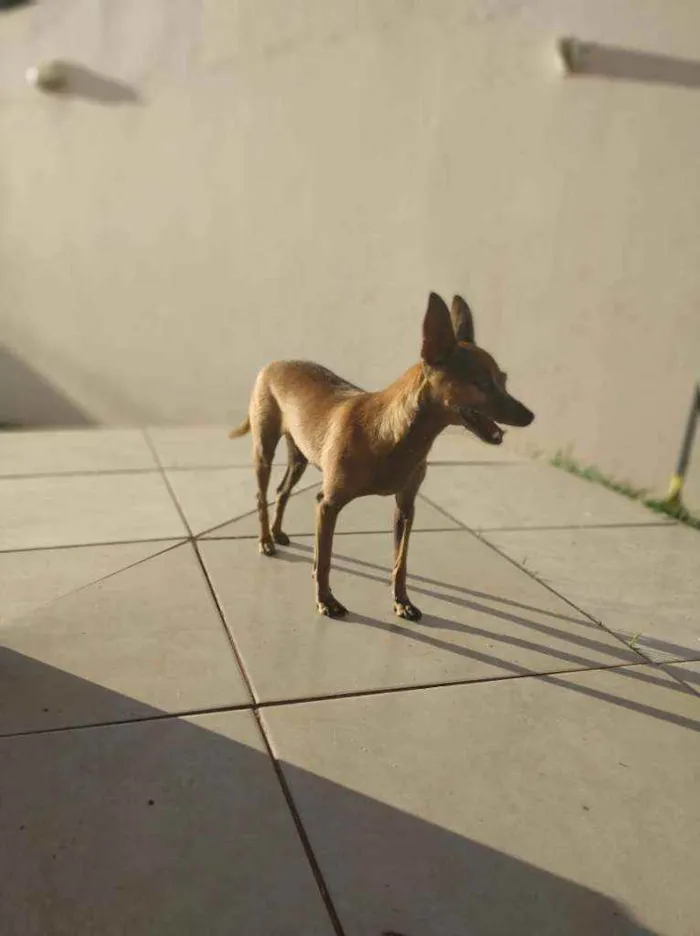 Cachorro ra a Pinscher idade 6 ou mais anos nome Jhoni