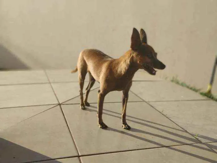 Cachorro ra a Pinscher idade 6 ou mais anos nome Jhoni