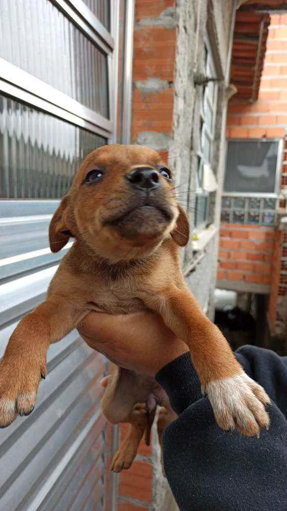 Cachorro ra a RND idade 6 ou mais anos nome Shitarra