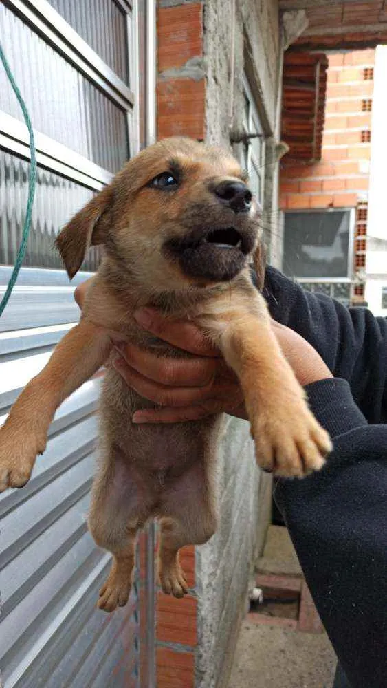 Cachorro ra a RND idade 6 ou mais anos nome Shitarra