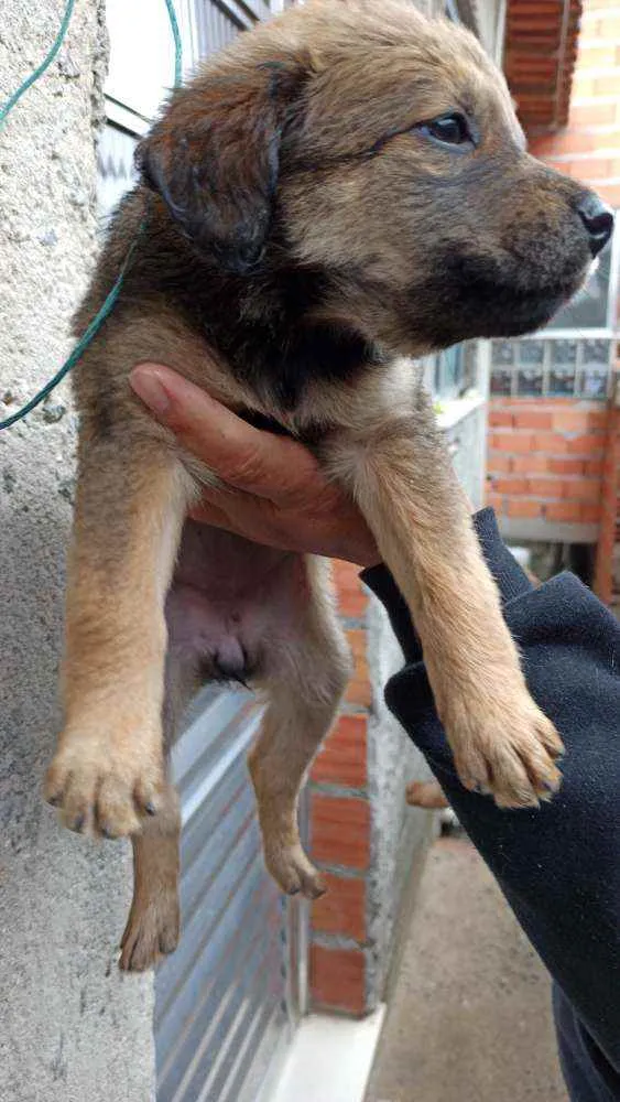 Cachorro ra a RND idade 6 ou mais anos nome Shitarra