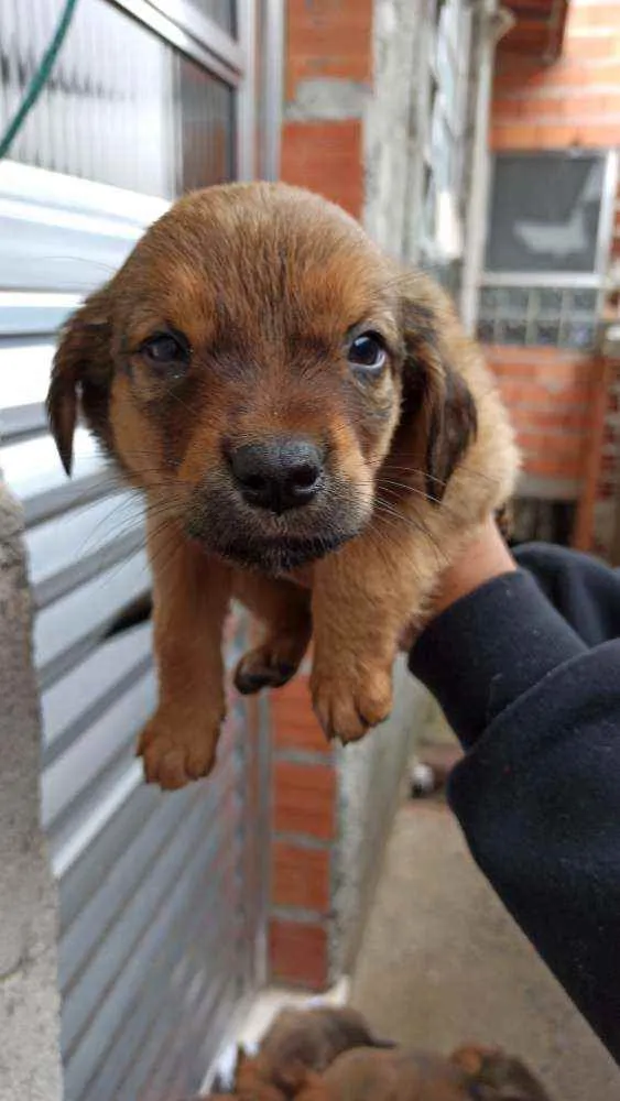 Cachorro ra a RND idade 6 ou mais anos nome Shitarra