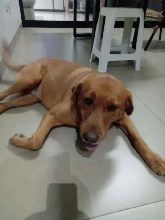Cachorro ra a Labrador idade 5 anos nome Babi