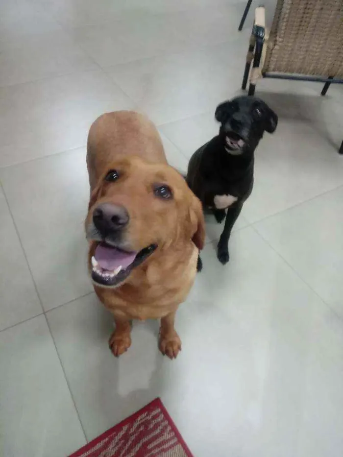 Cachorro ra a Labrador idade 5 anos nome Babi