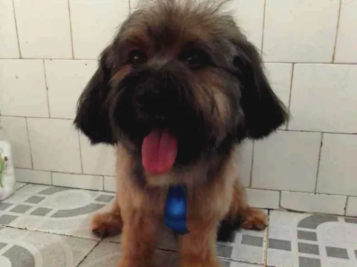 Cachorro raça Srd idade 2 anos nome Bolt