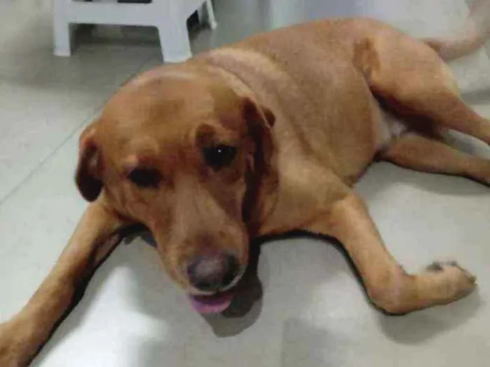 Cachorro ra a Labrador idade 5 anos nome Babi