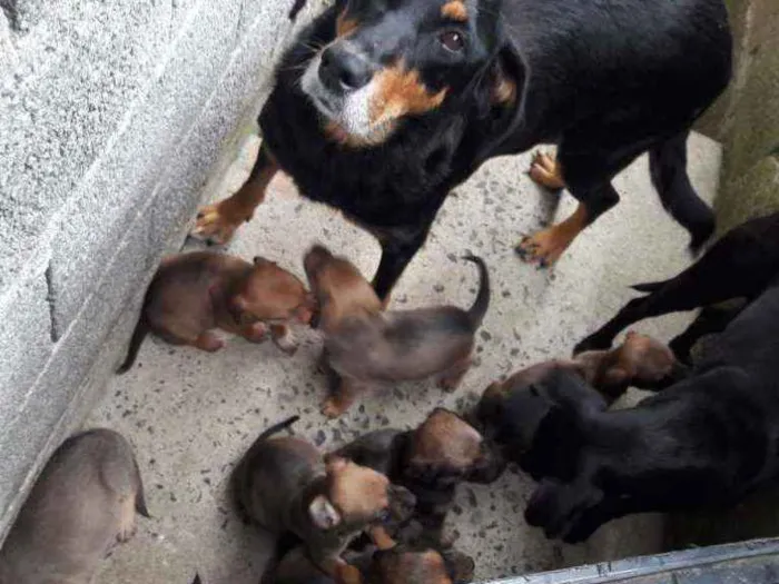 Cachorro ra a RND idade 6 ou mais anos nome Shitarra