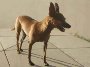 Cachorro raça Pinscher idade 6 ou mais anos nome Jhoni