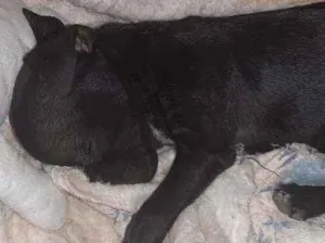 Cachorro raça  idade 2 a 6 meses nome Duk