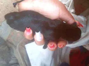 Cachorro raça vira lata idade Abaixo de 2 meses nome FilhoteS